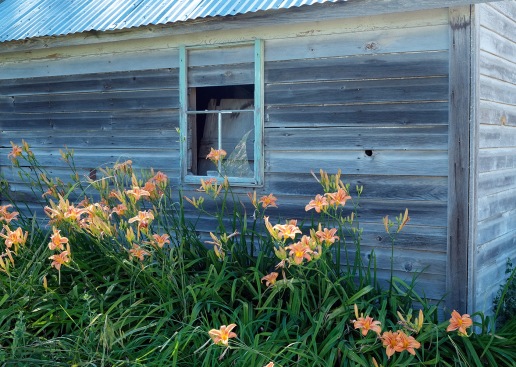 Old shed and lilies | Palouse, Washington